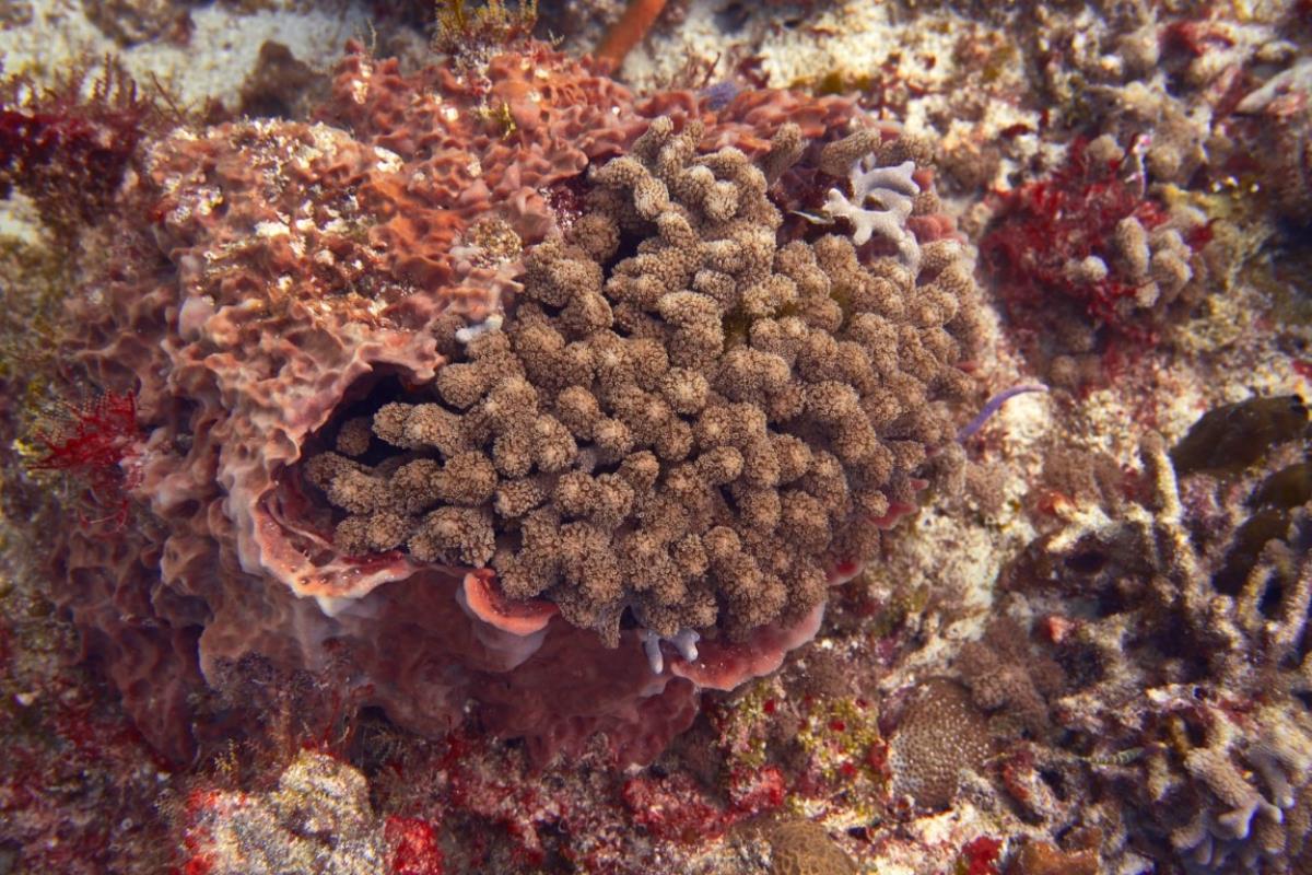 Healthy coral in Cozumel and Cedral